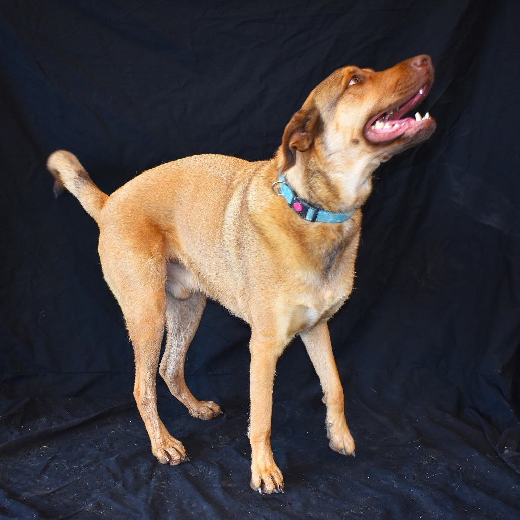 Haze (Hazel), an adoptable Shepherd, Mixed Breed in Rifle, CO, 81650 | Photo Image 6