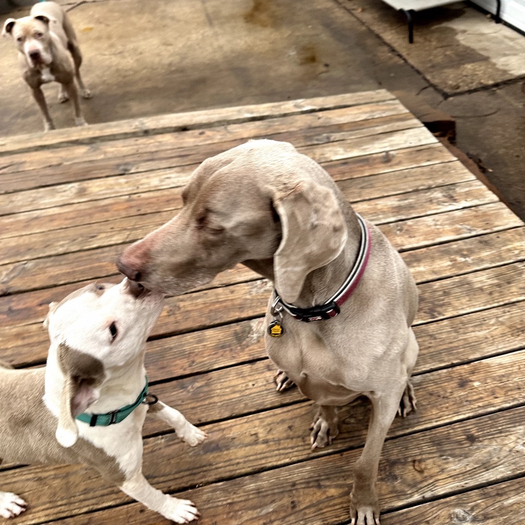 Baxter Lee, an adoptable Weimaraner in Dallas, TX, 75202 | Photo Image 1