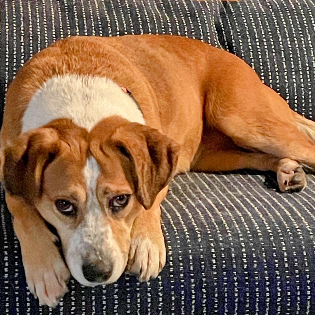 Petunia