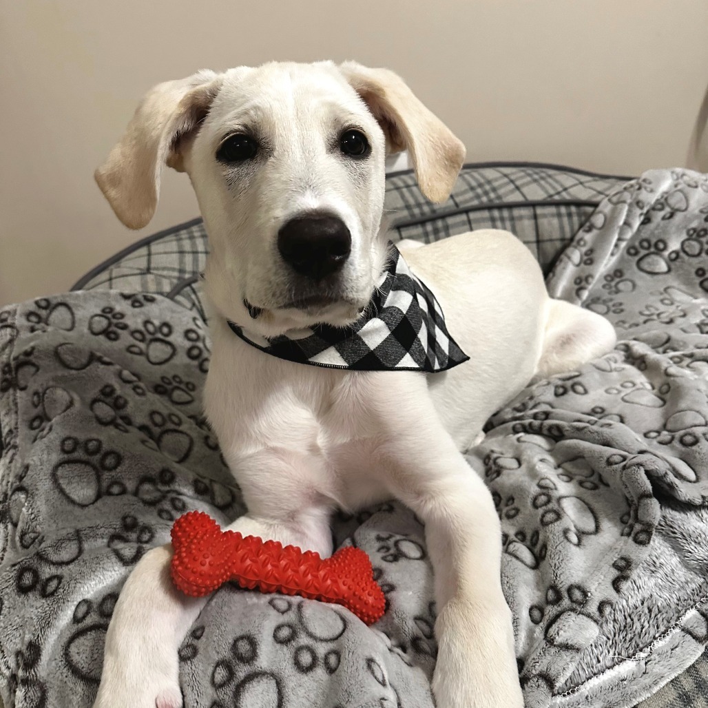 Guppy, an adoptable Retriever, Mixed Breed in Calgary, AB, T3C 1W4 | Photo Image 1