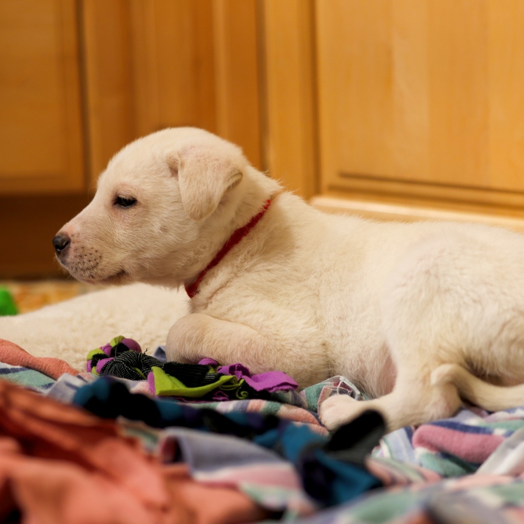 Guppy, an adoptable Retriever, Mixed Breed in Calgary, AB, T3C 1W4 | Photo Image 2