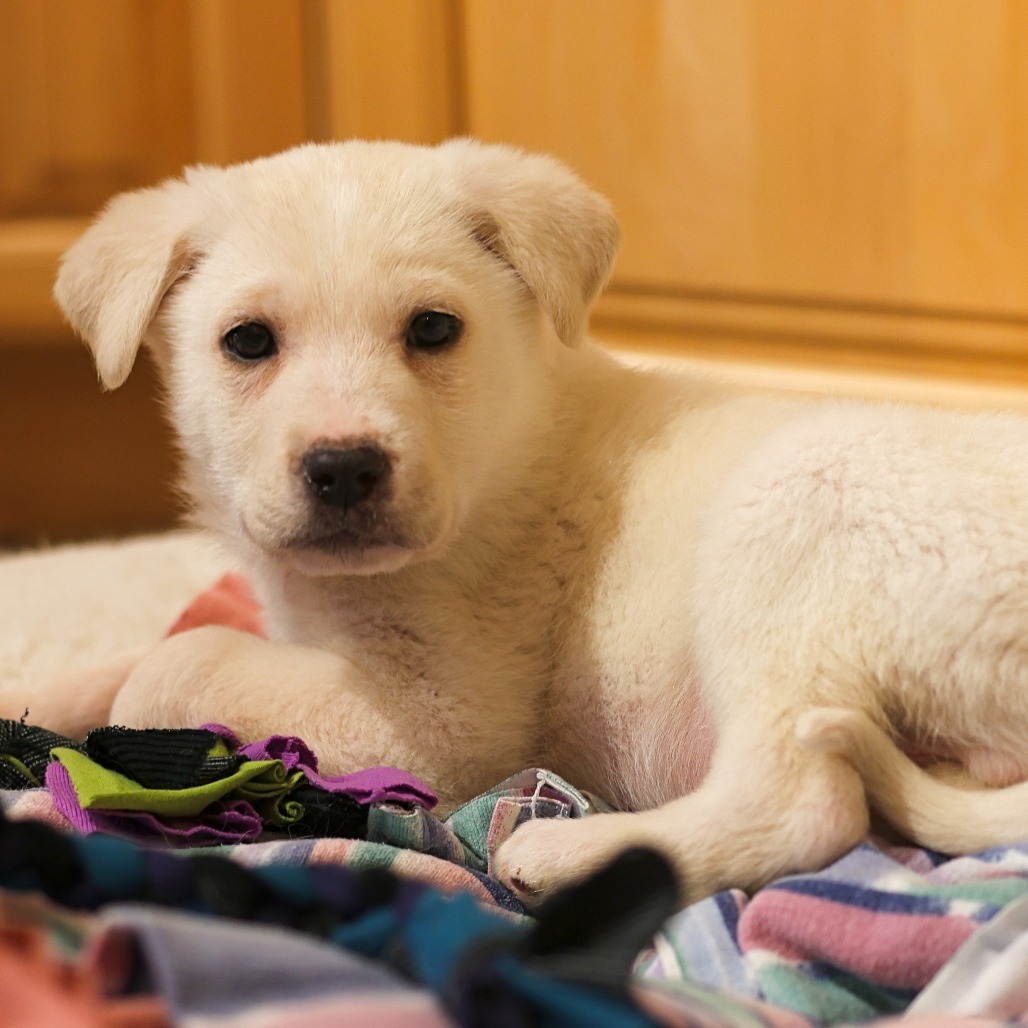 Guppy, an adoptable Retriever, Mixed Breed in Calgary, AB, T3C 1W4 | Photo Image 3