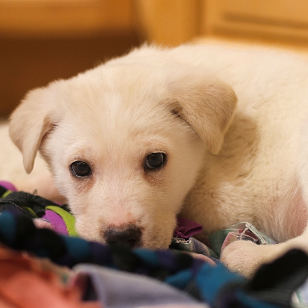 Guppy, an adoptable Retriever, Mixed Breed in Calgary, AB, T3C 1W4 | Photo Image 4