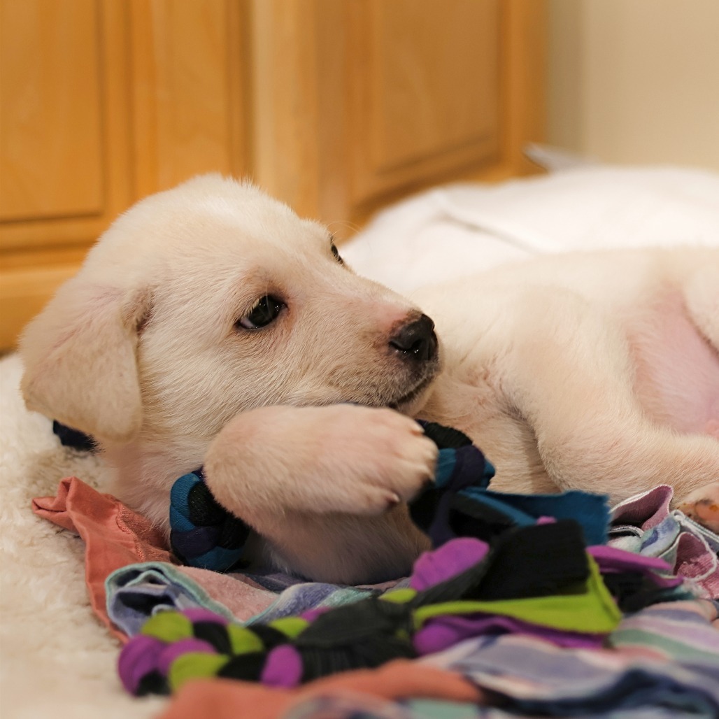 Guppy, an adoptable Retriever, Mixed Breed in Calgary, AB, T3C 1W4 | Photo Image 5