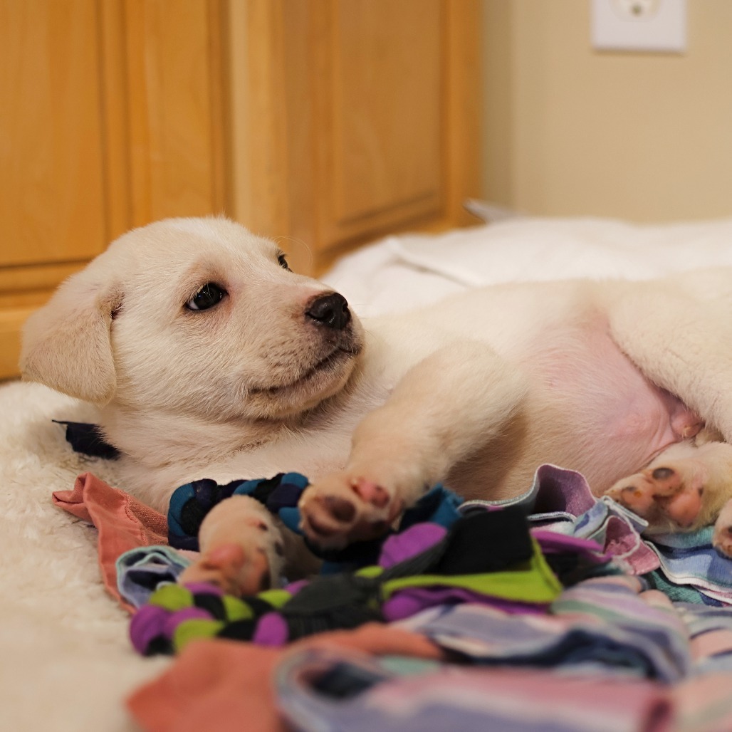 Guppy, an adoptable Retriever, Mixed Breed in Calgary, AB, T3C 1W4 | Photo Image 6