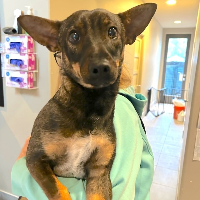 Rowan, an adoptable Miniature Pinscher, Chihuahua in Cashmere, WA, 98815 | Photo Image 1