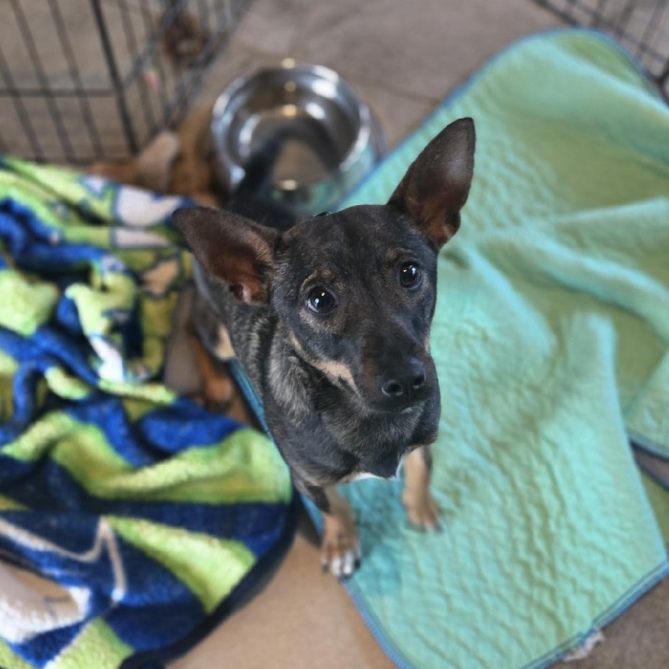 Rowan, an adoptable Miniature Pinscher, Shepherd in Cashmere, WA, 98815 | Photo Image 2
