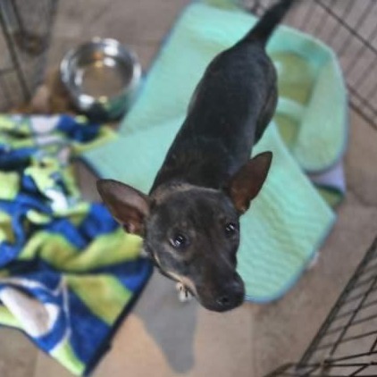 Rowan, an adoptable Miniature Pinscher, Chihuahua in Cashmere, WA, 98815 | Photo Image 3