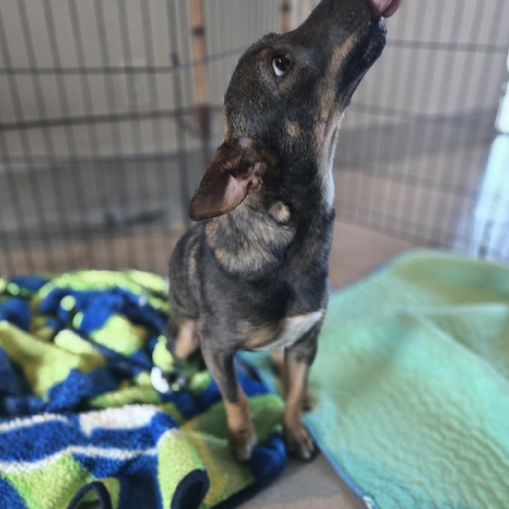Rowan, an adoptable Miniature Pinscher, Chihuahua in Cashmere, WA, 98815 | Photo Image 4