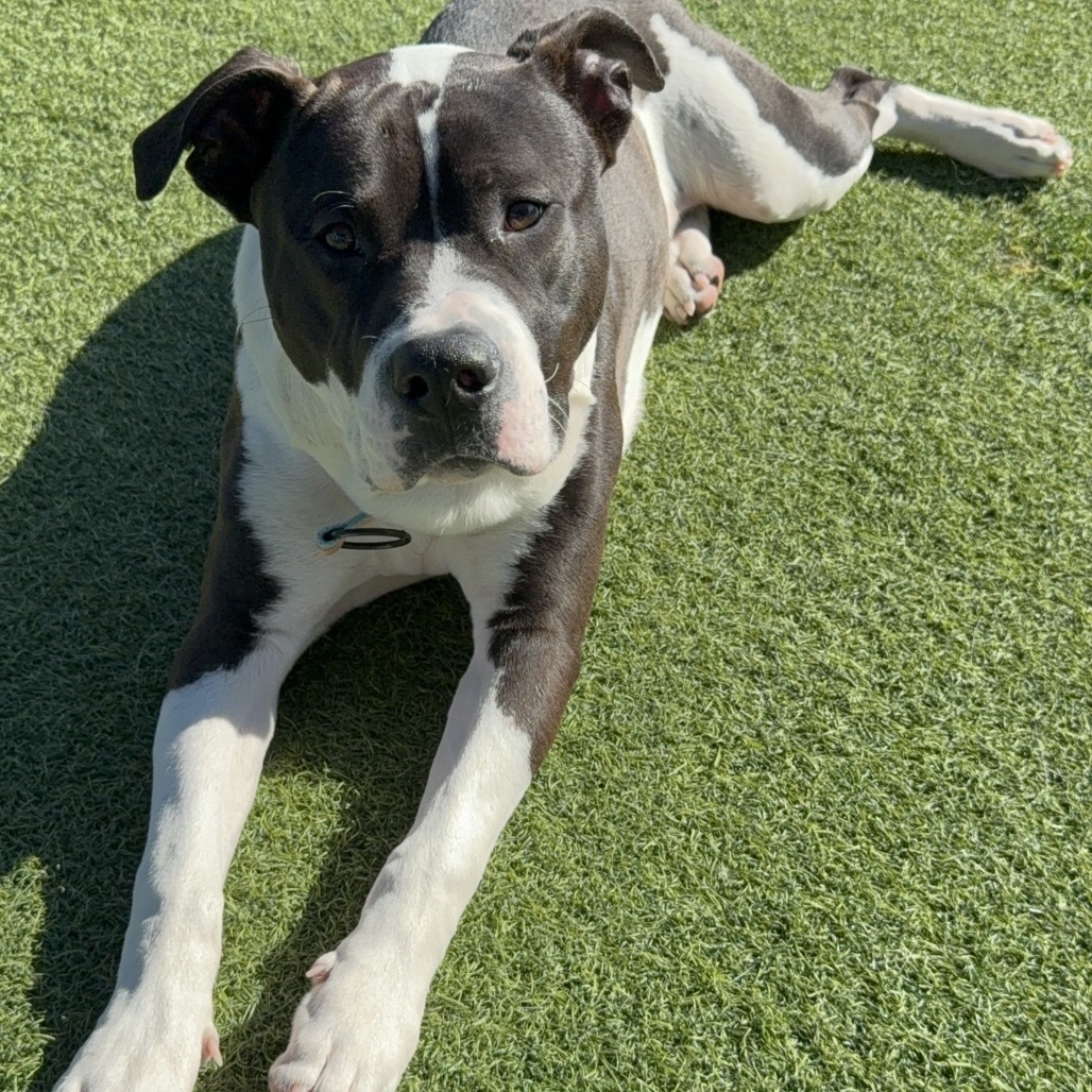 Lucky A2175625