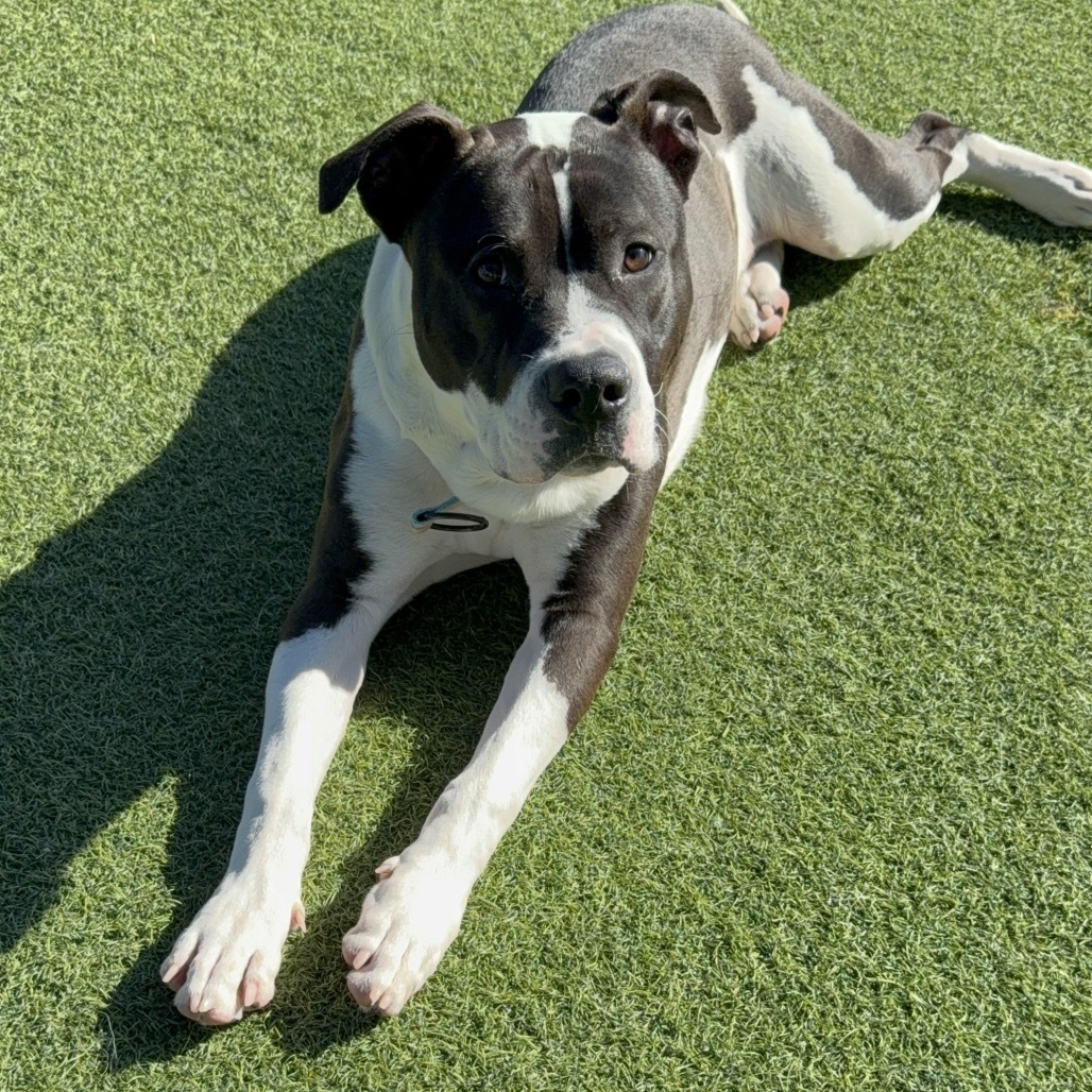 Lucky A2175625