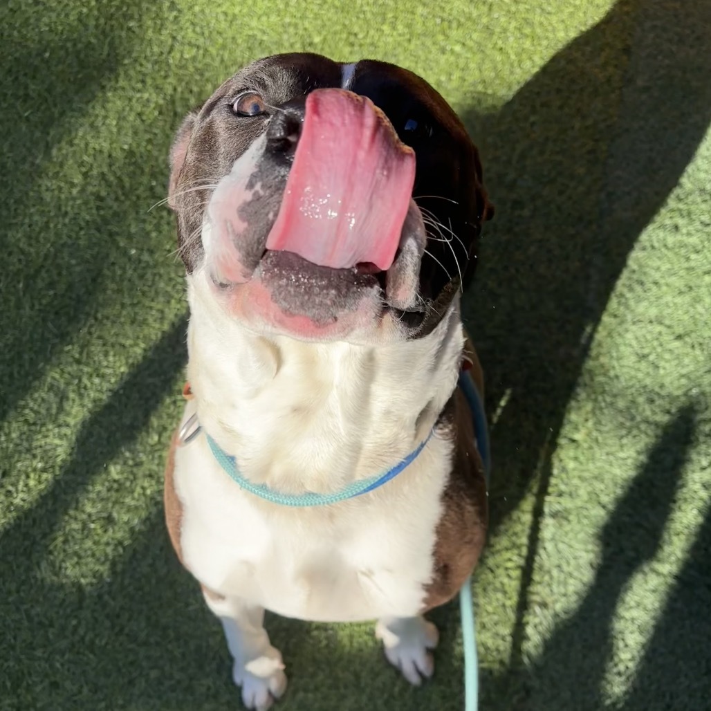 Lucky A2175625
