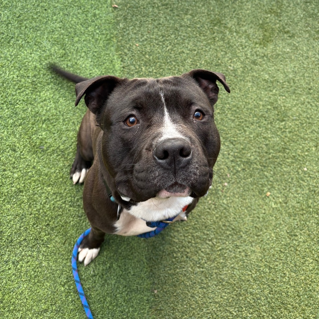 Humble A2177081