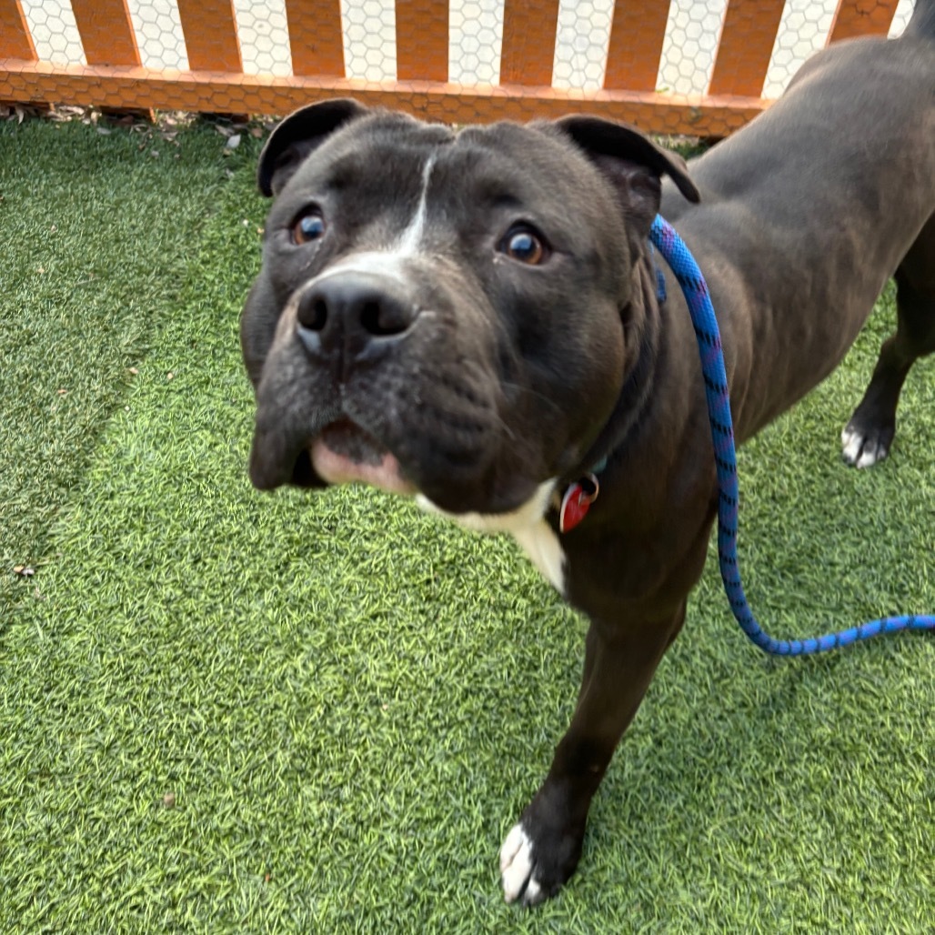 Humble A2177081