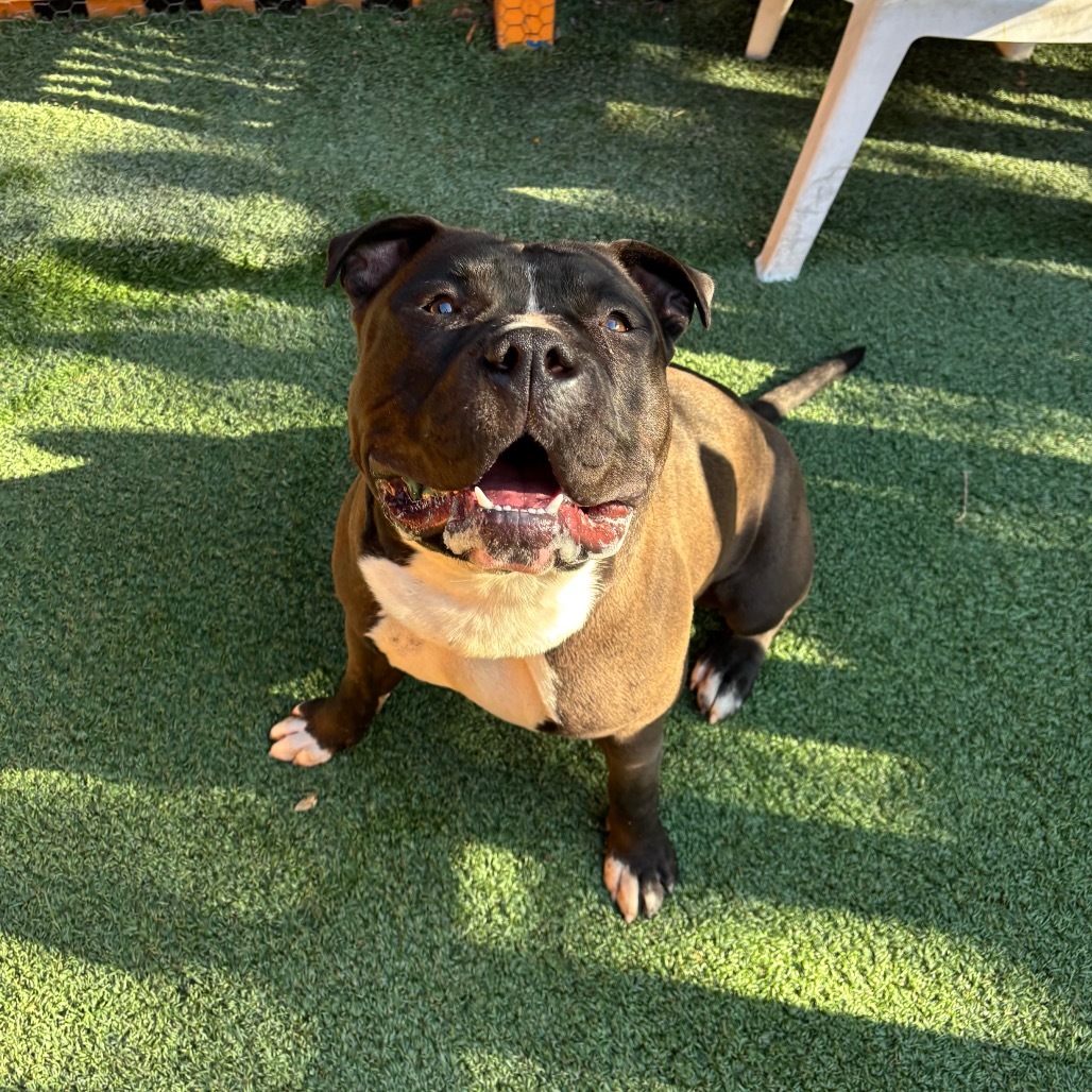 Humble A2177081