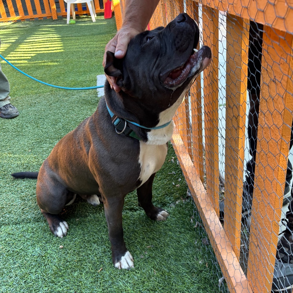 Humble A2177081