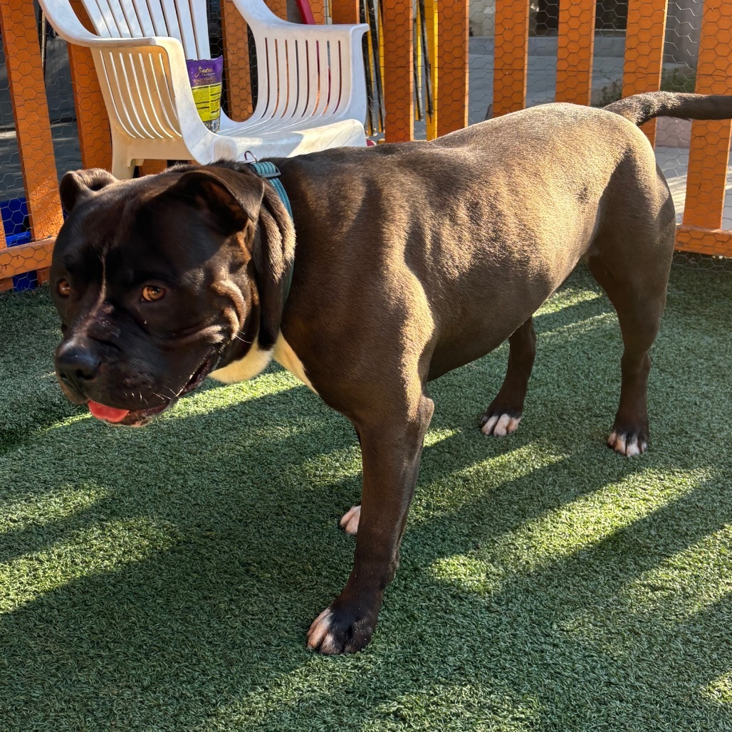 Humble A2177081