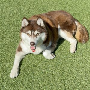 Canela A2158321, Adult Female Husky