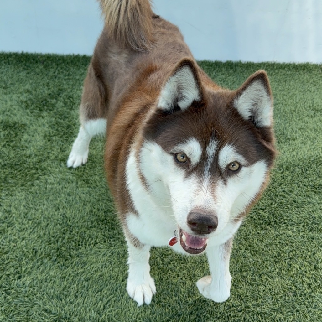 Canela A2158321
