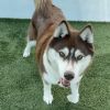 Canela A2158321 photo 2