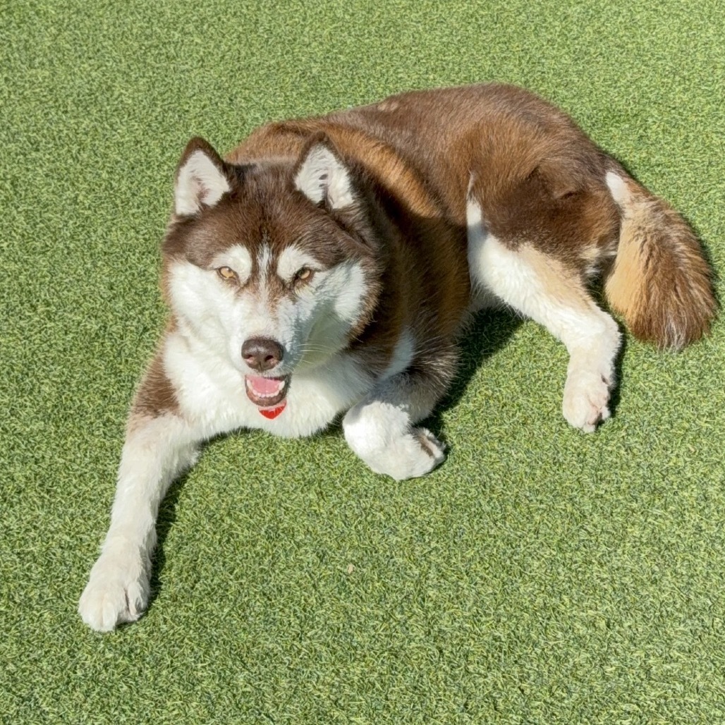 Canela A2158321