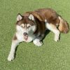 Canela A2158321 photo 4