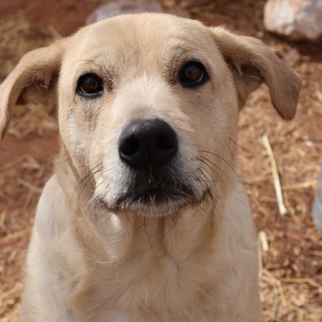 Millie, an adoptable Mixed Breed in Moab, UT, 84532 | Photo Image 1