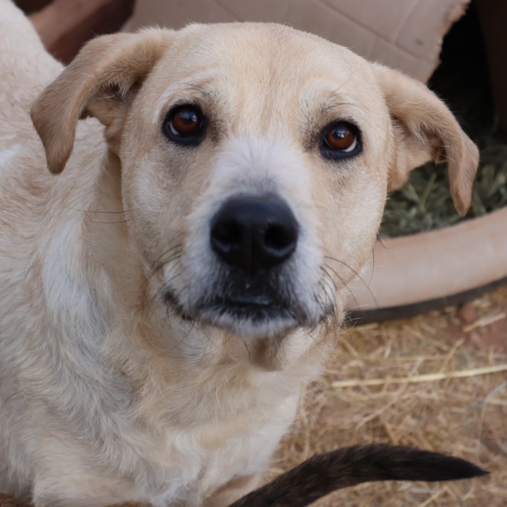 Millie, an adoptable Mixed Breed in Moab, UT, 84532 | Photo Image 2