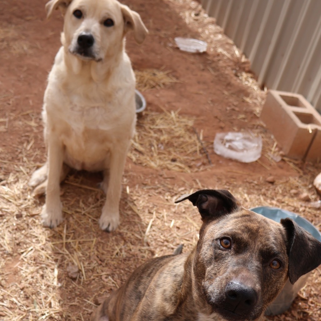 Millie, an adoptable Mixed Breed in Moab, UT, 84532 | Photo Image 3
