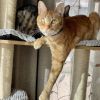 Simba photo 1