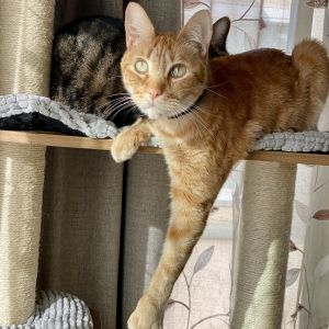 Simba, Adult Male Domestic Short Hair