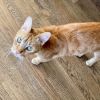 Simba photo 2