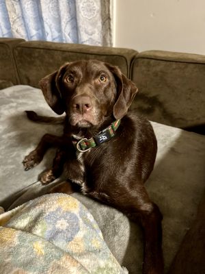 Harper, Adult Female Pointer