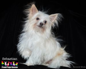 Sebastian, Adult Male Chinese Crested Dog