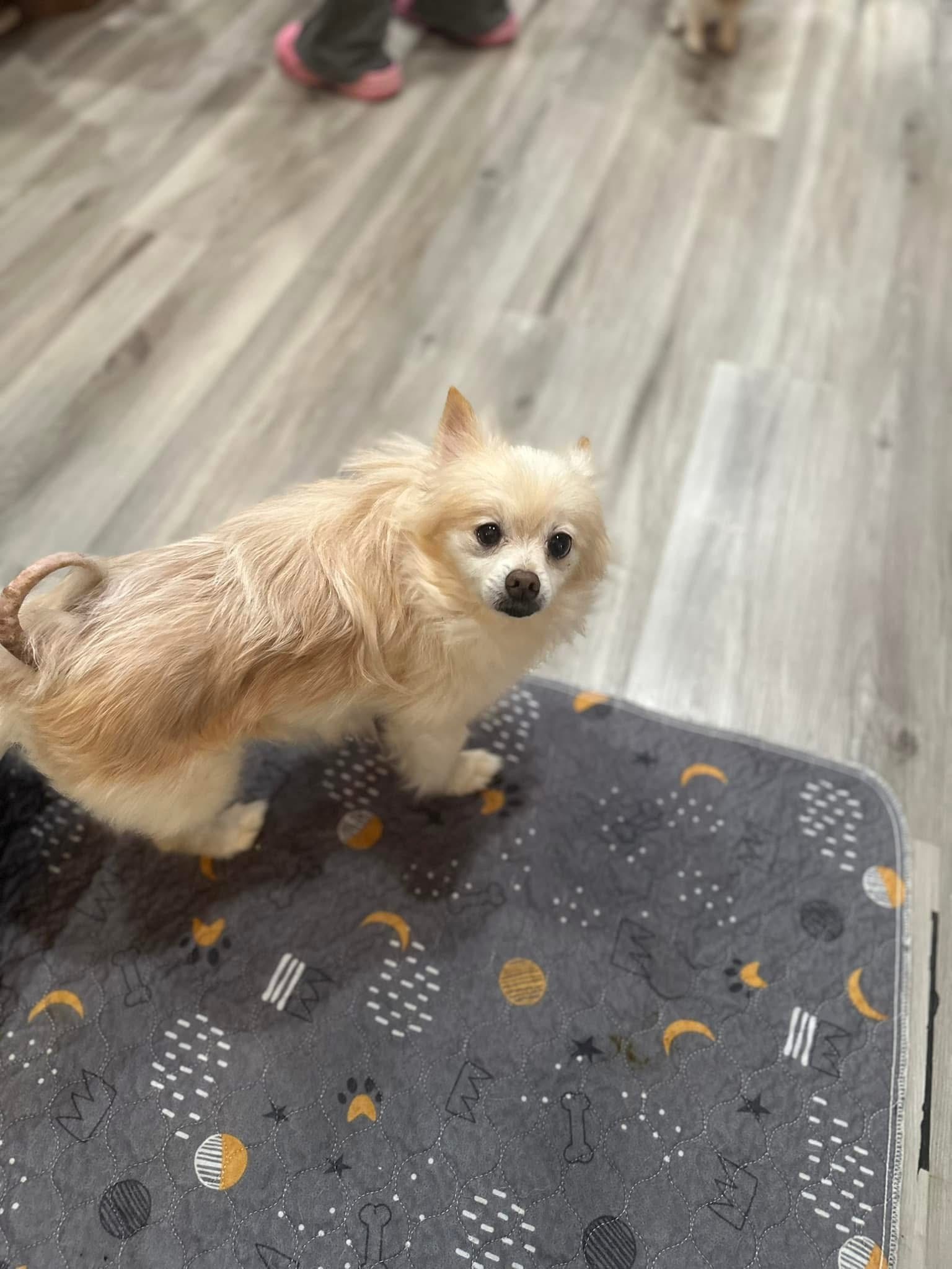 Adonis, an adoptable Pomeranian in Florence, IN, 47020 | Photo Image 1
