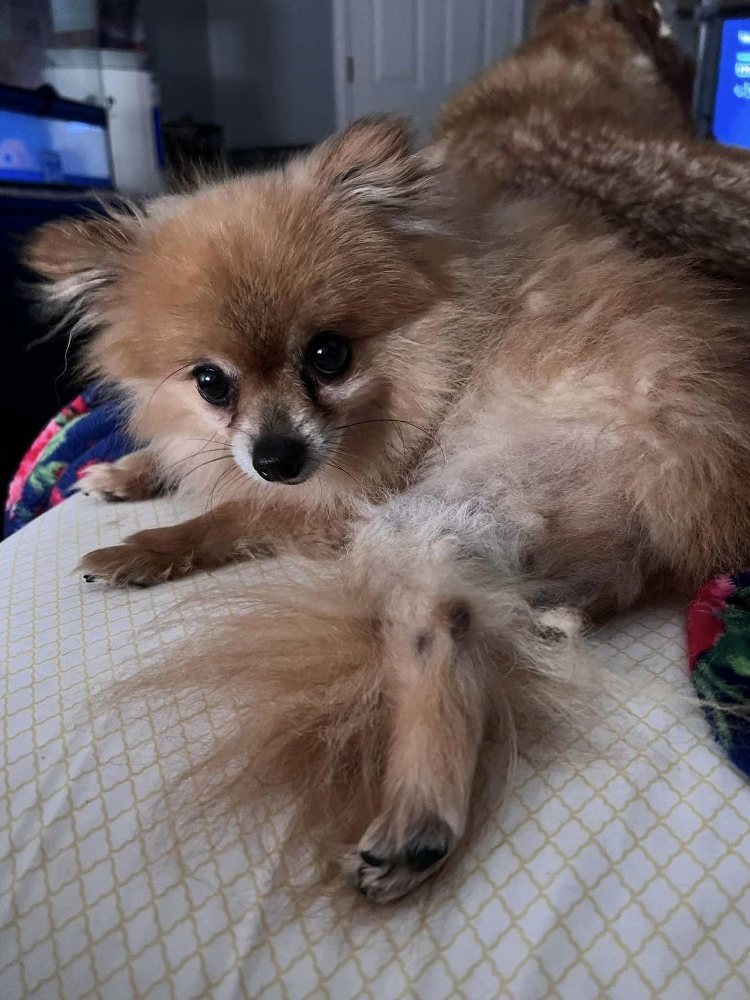 Prince, an adoptable Pomeranian in Florence, IN, 47020 | Photo Image 1