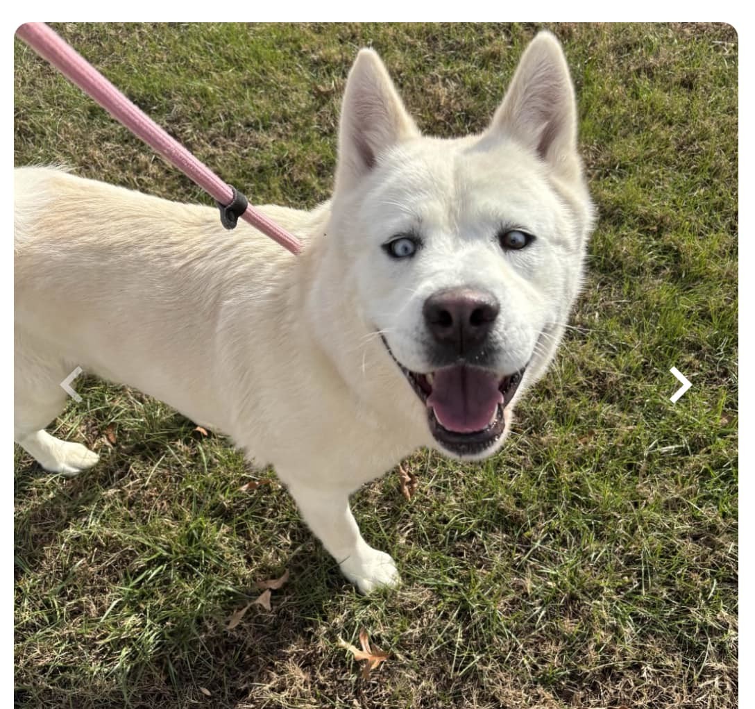 Cassidy, an adoptable Mixed Breed in Shelburne, VT, 05482 | Photo Image 1