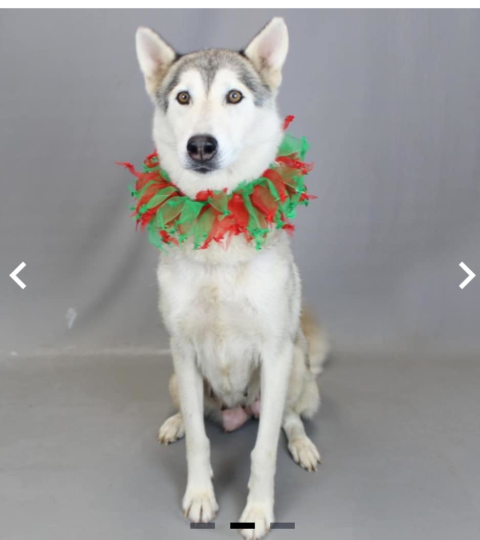 Kyra, an adoptable Mixed Breed in Shelburne, VT, 05482 | Photo Image 1