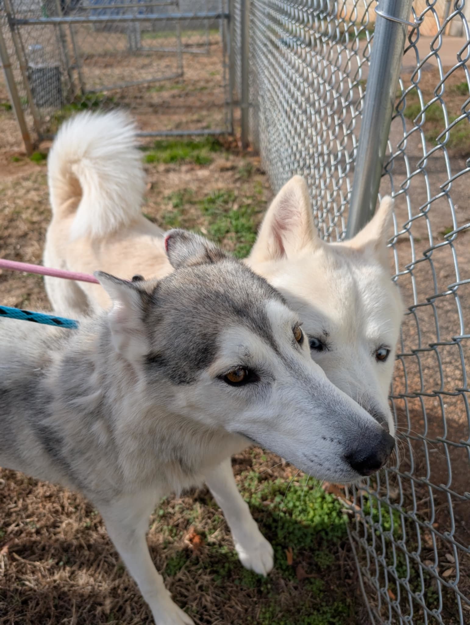 Kyra, an adoptable Mixed Breed in Shelburne, VT, 05482 | Photo Image 2