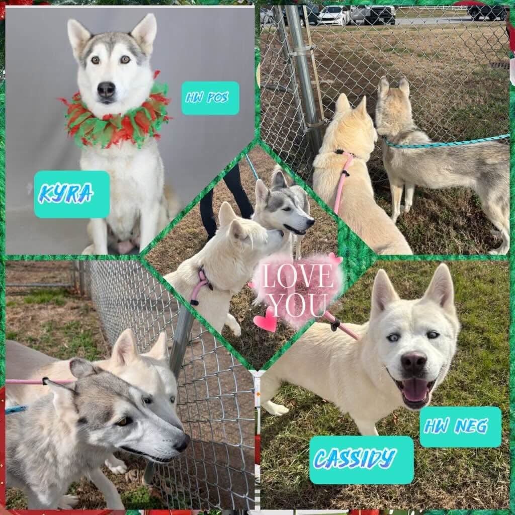 Kyra, an adoptable Mixed Breed in Shelburne, VT, 05482 | Photo Image 3