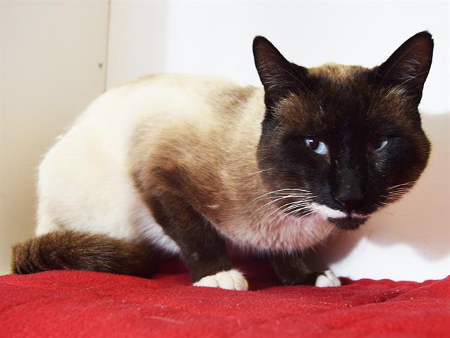 KAITO, an adoptable Siamese, Snowshoe in Sacramento, CA, 95827 | Photo Image 1