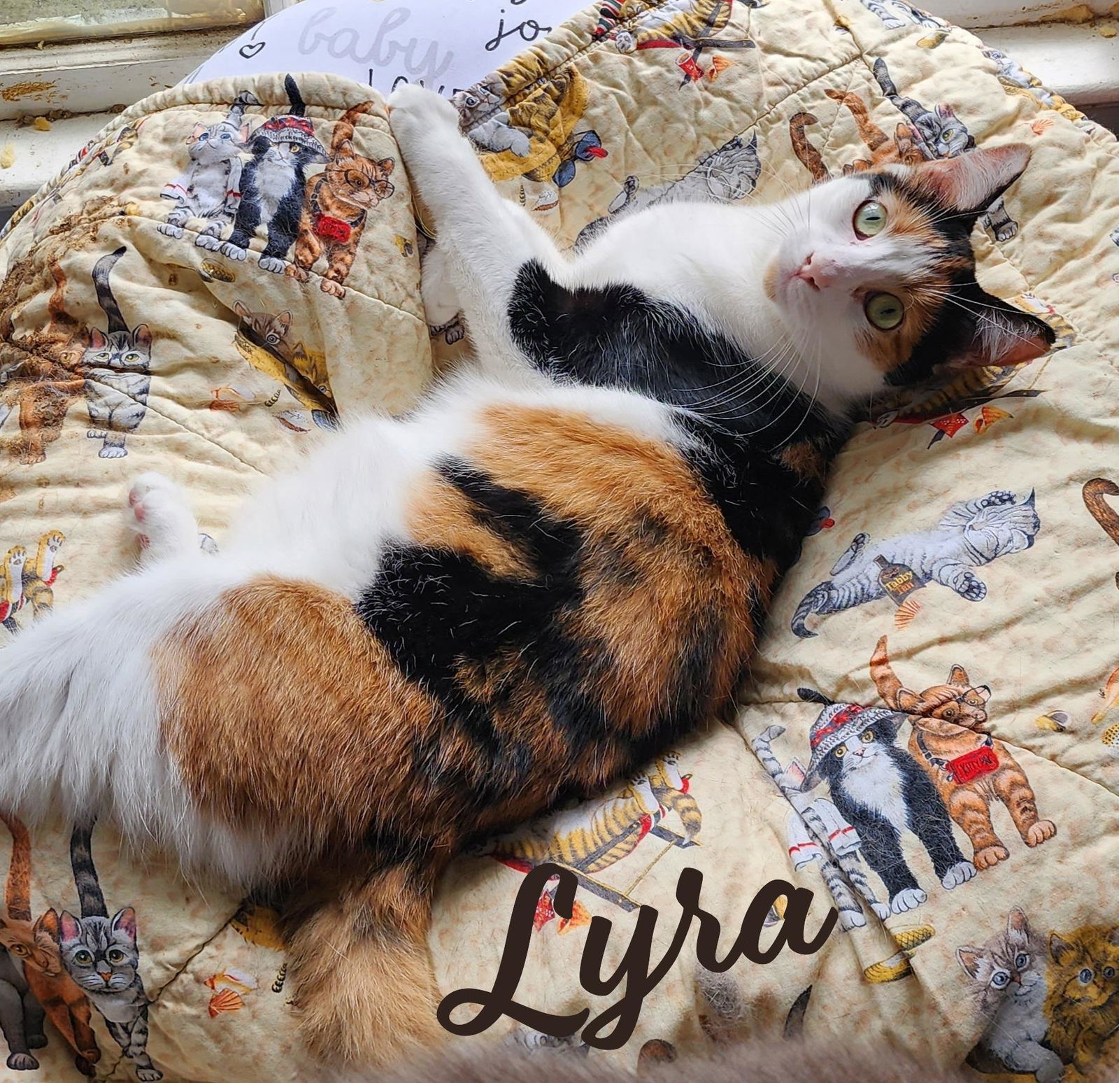 Lyra #precious-purr-baby