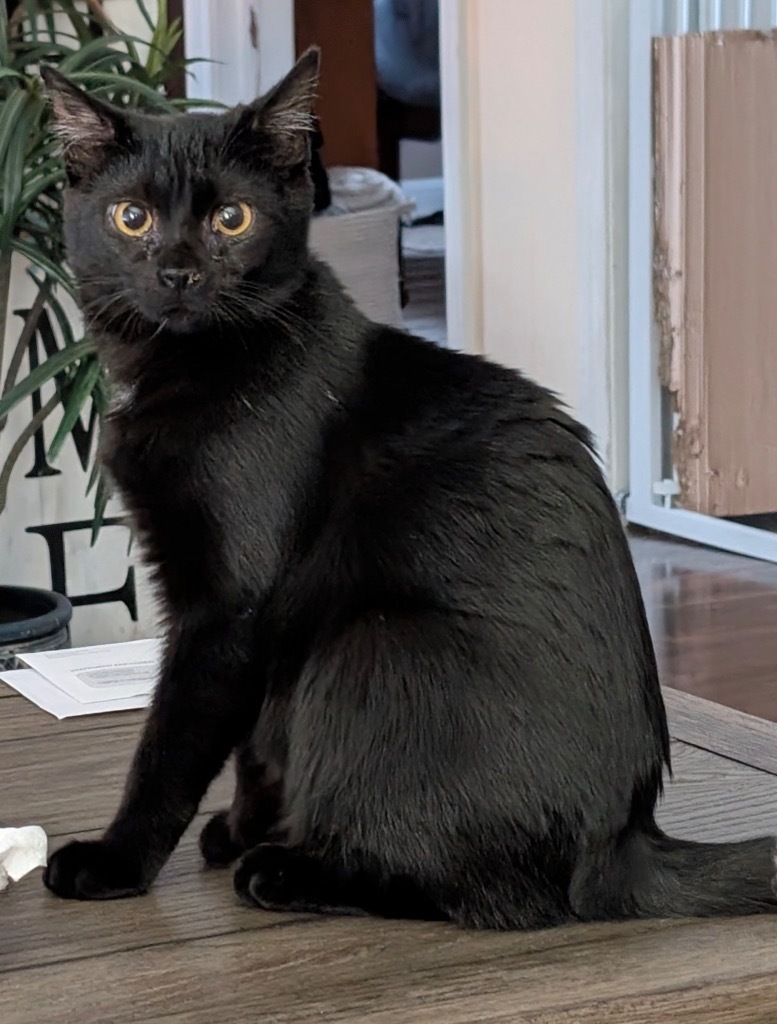 Buddy aka Mister Mabel, an adoptable Domestic Short Hair in Gorham, ME, 04038 | Photo Image 5