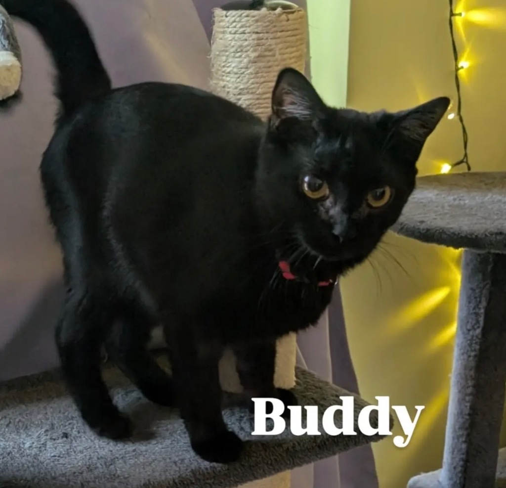 Buddy aka Mister Mabel, an adoptable Domestic Short Hair in Gorham, ME, 04038 | Photo Image 6