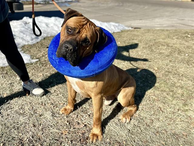 JULIO, an adoptable Boerboel, Mixed Breed in Saint Louis, MO, 63144 | Photo Image 1