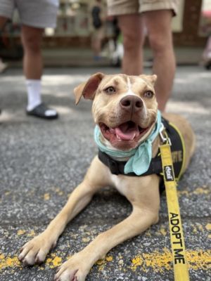 Expressions- IN FOSTER Mixed Breed Dog