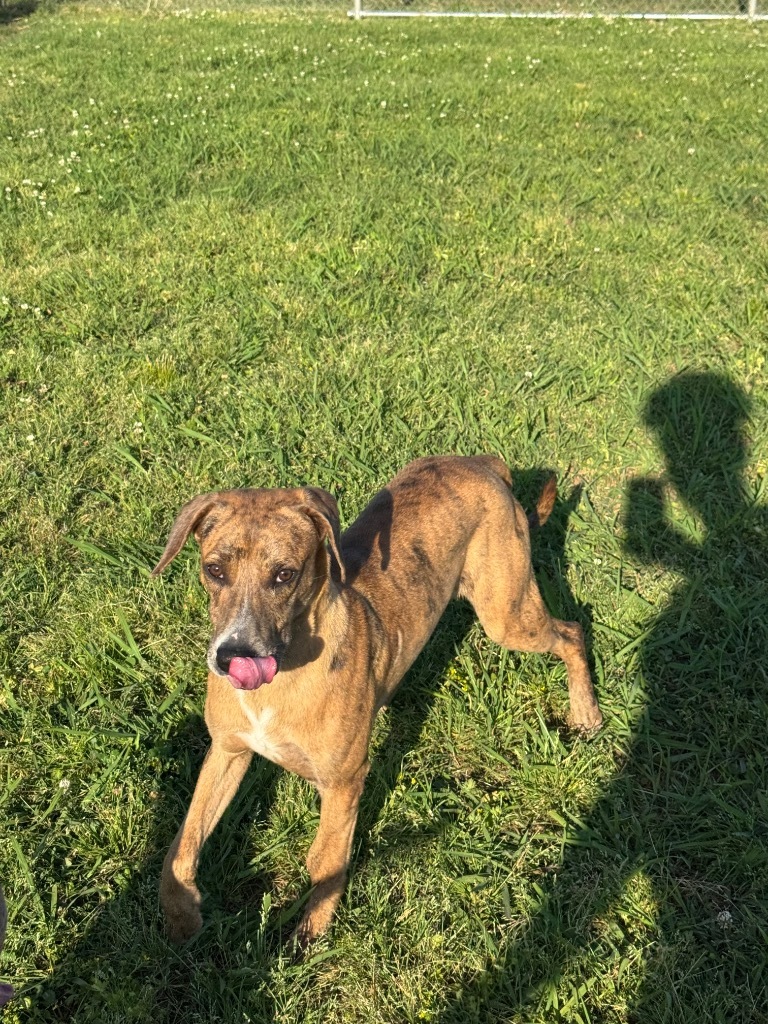 Dougie