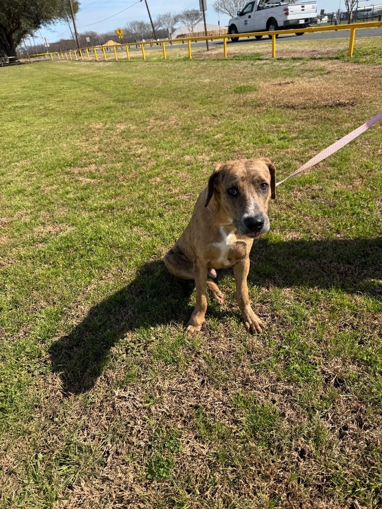 Dougie