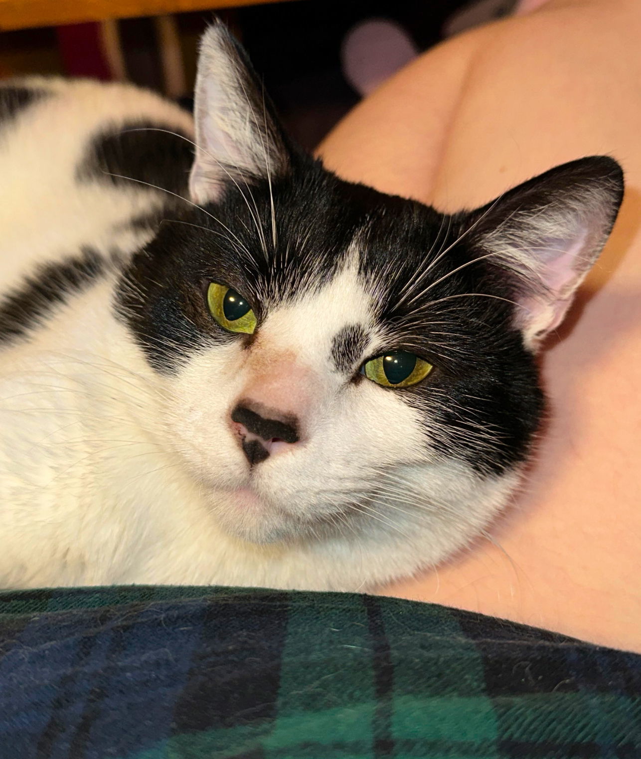 Junji, an adoptable Domestic Short Hair in St. Cloud, MN, 56301 | Photo Image 1