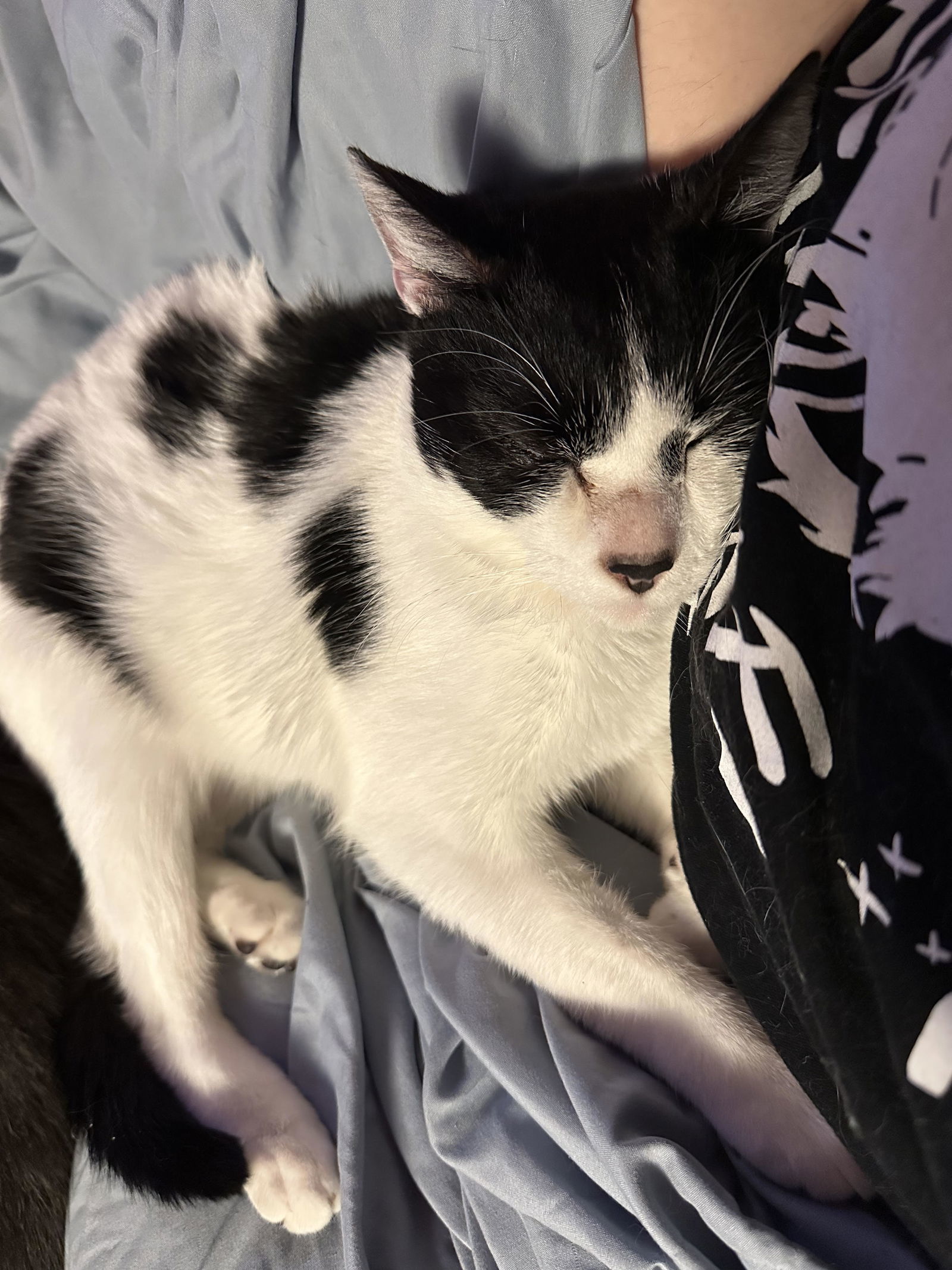 Junji, an adoptable Domestic Short Hair in St. Cloud, MN, 56301 | Photo Image 3